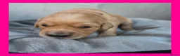 Golden Retriever dogs for sale: KC Puppies cream & gold - Advert 27