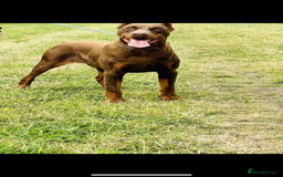 Dobermann dogs for sale: Gorgeous Eu**an Dobermann Puppies - Image 26