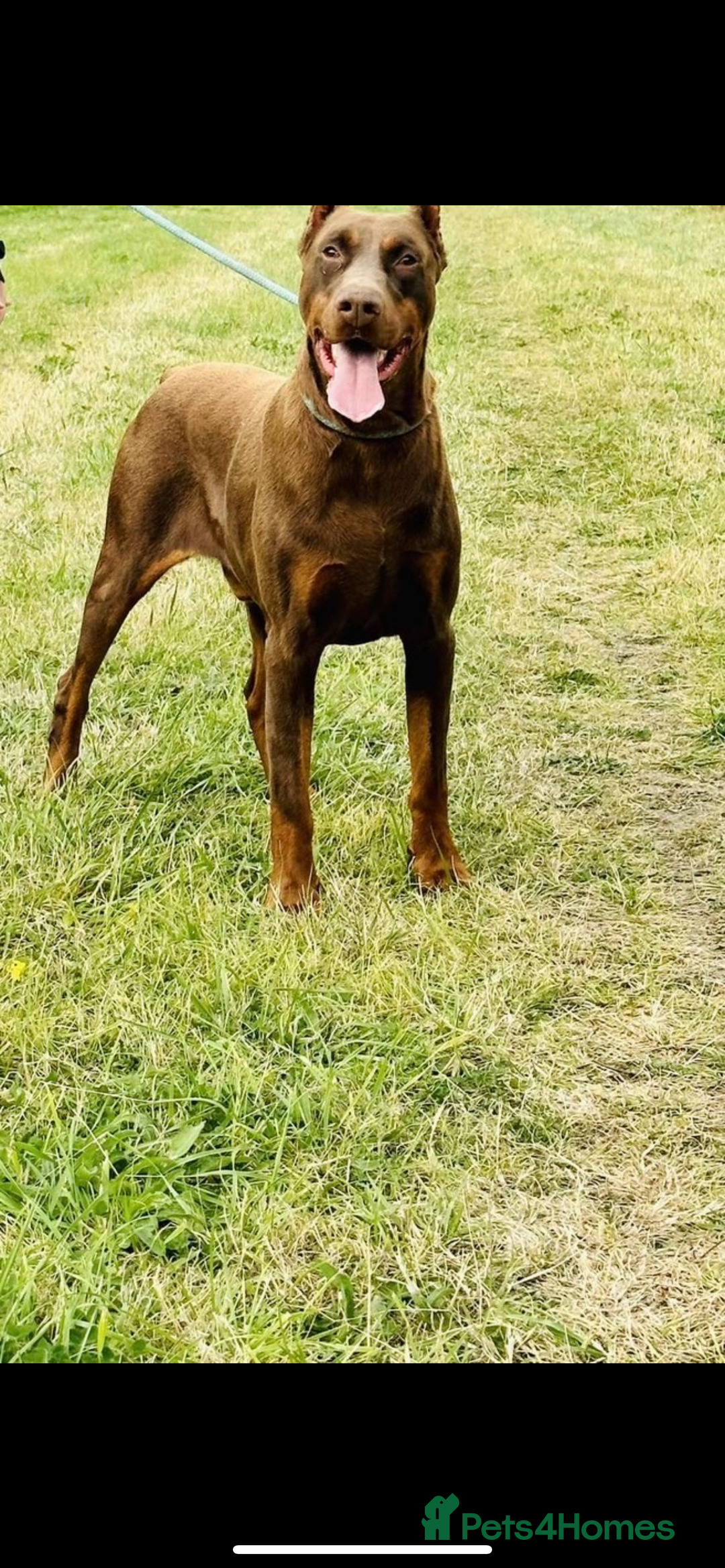 Dobermann dogs for sale: Gorgeous Eu**an Dobermann Puppies - Image 26
