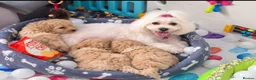 Maltipoo dogs for sale: Beautiful F1 Maltipoo Puppies  - Advert 6