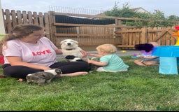 Border Collie dogs for sale: 4 Blue Merle Collie pups for sale - Image 7