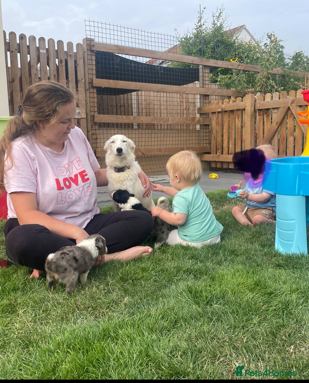 Border Collie dogs for sale: 4 Blue Merle Collie pups for sale - Image 7