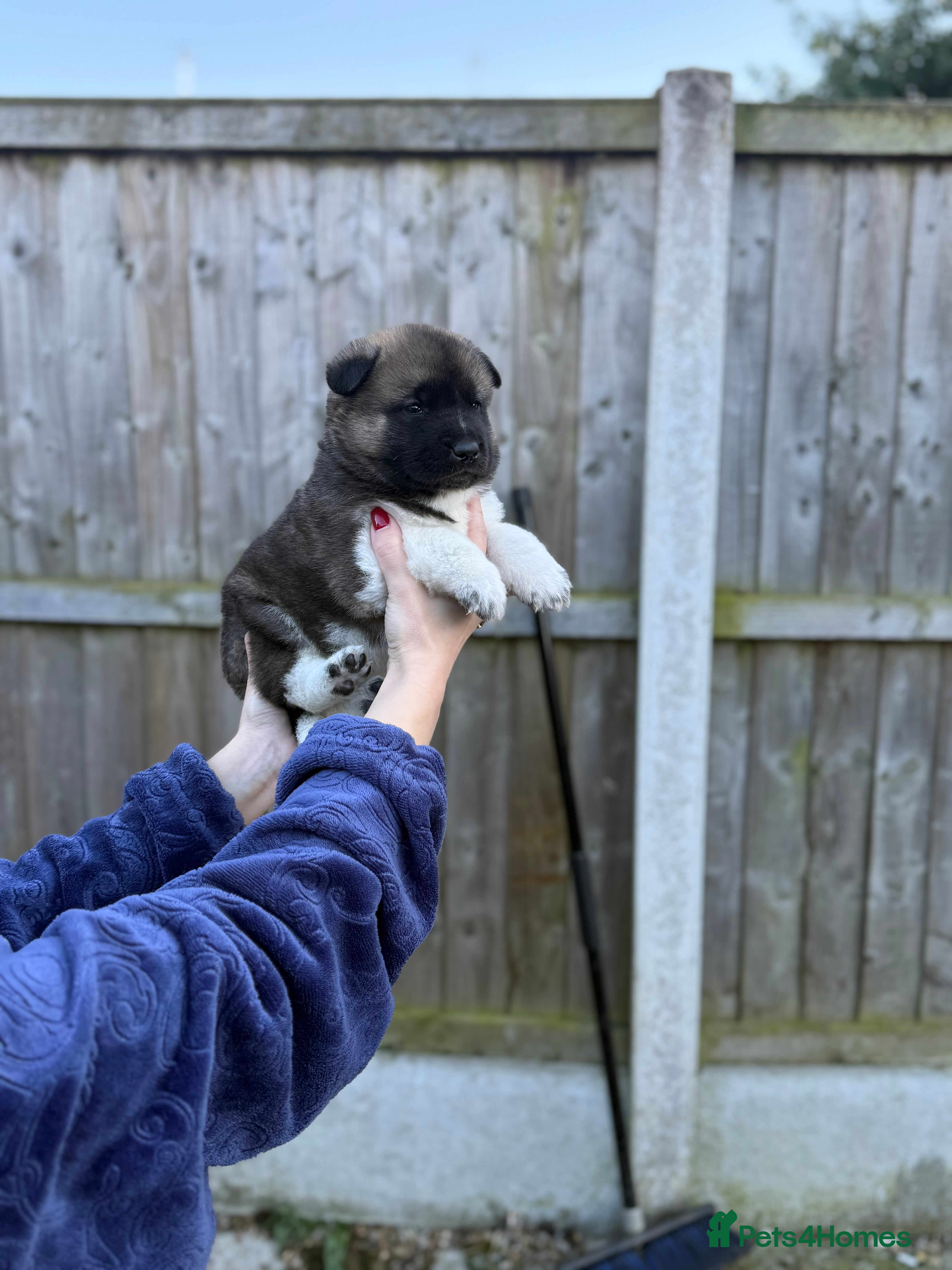 Akita dogs 🐶🐾🐶🐾 Beautiful Kc reg Akita puppies 🐾🐶 - Advert 8