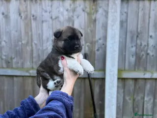 Akita dogs 🐶🐾🐶🐾 Beautiful Kc reg Akita puppies 🐾🐶 - Advert 8