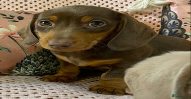 Miniature Dachshund dogs Miniature Dachshund puppies for sale  - Advert 15