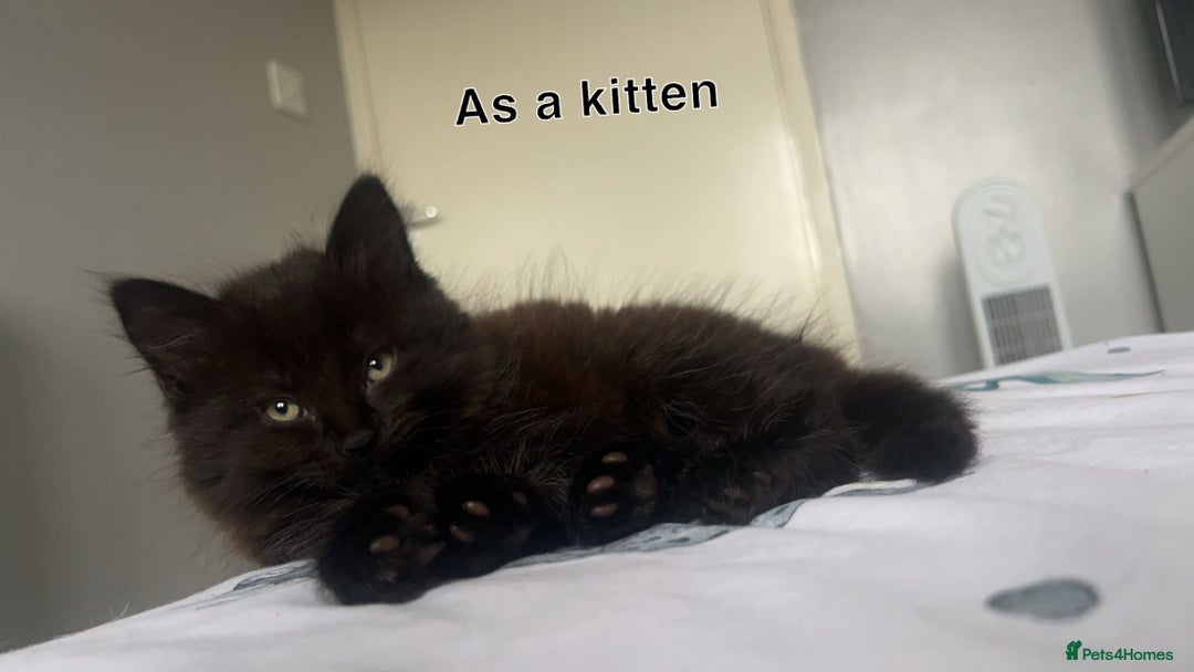 Mixed Breed cats for sale: Cat for sale  - Advert 3