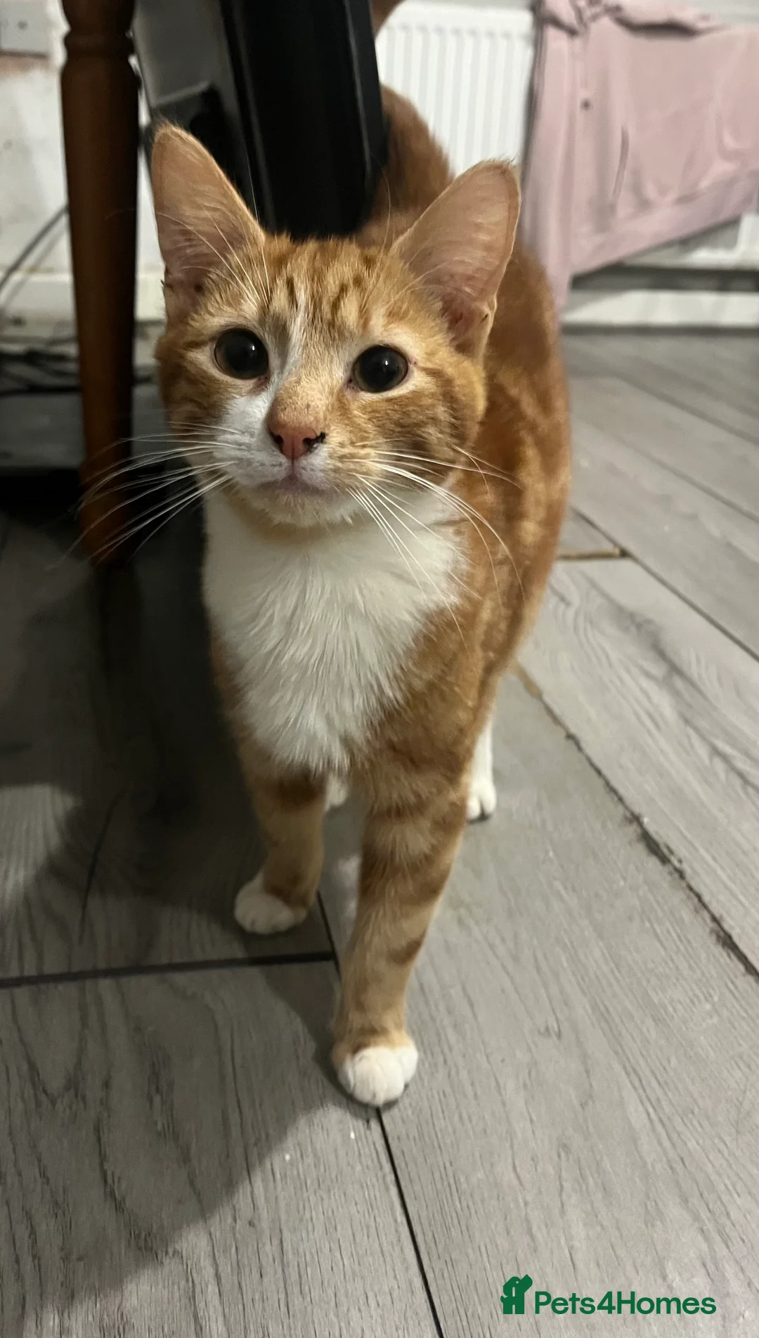 Mixed Breed cats for sale: Kittens - Advert 15