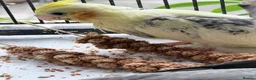 Cockatiels birds for sale: Handreared Beautiful DNA‑Tested Cockatiels  in Wigan - Advert 7