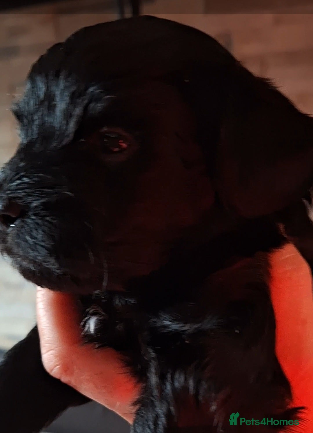 Mixed Breed dogs for sale: Shihpoo Puppies  - Image 14