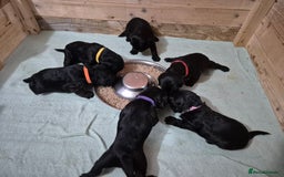 Mixed Breed dogs for sale: Poogle puppies for sale - Image 3
