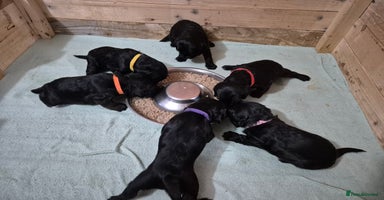 Mixed Breed dogs - Advert 7