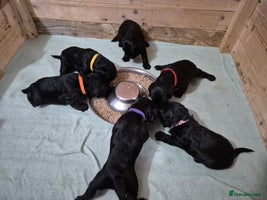 Mixed Breed dogs - Advert 7