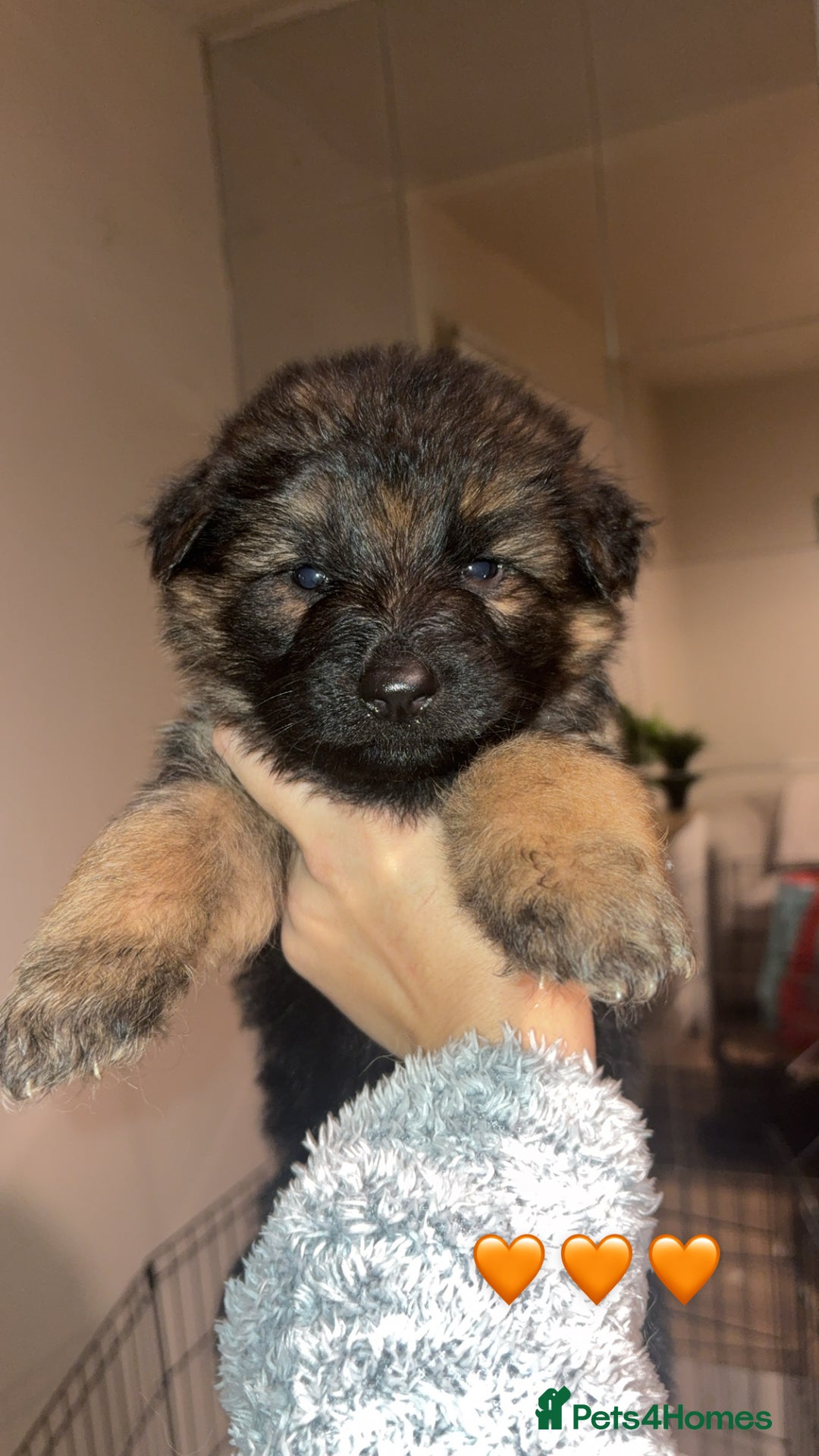 German Shepherd dogs for sale: German shepherd puppies - Advert 2