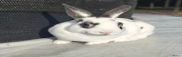 Rex rabbits for sale: Mini Rex Rabbits  - Advert 3