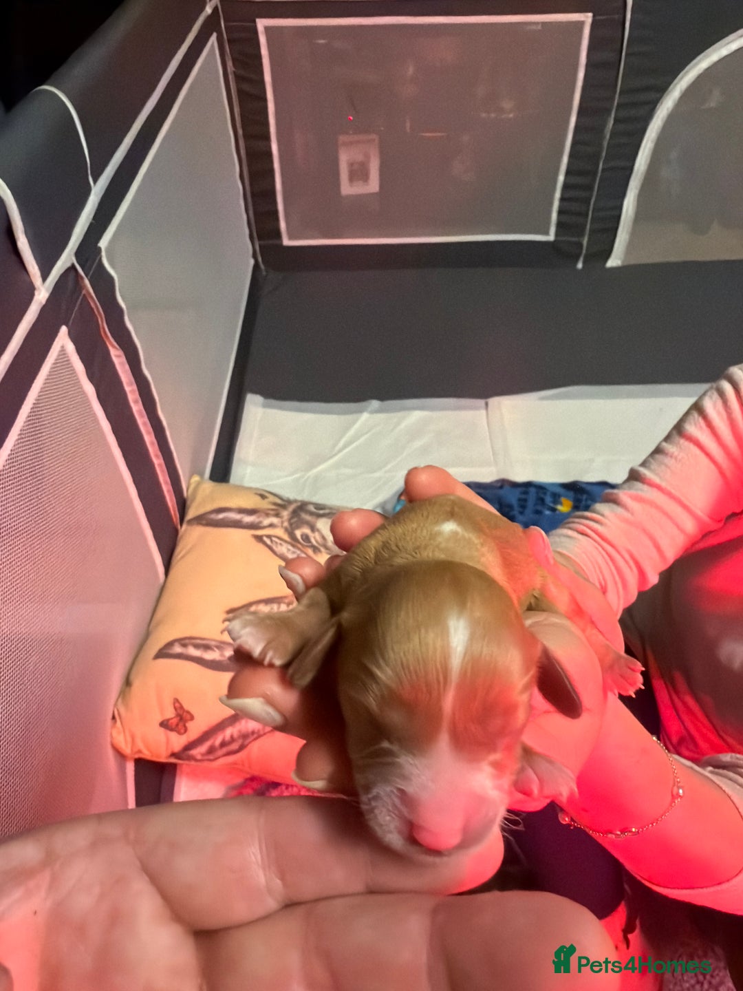 Cavapoo dogs for sale: Cavapoo for sale - Advert 14