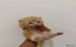 Munchkin cats for sale: beautiful short legged munchkins - Advert 10