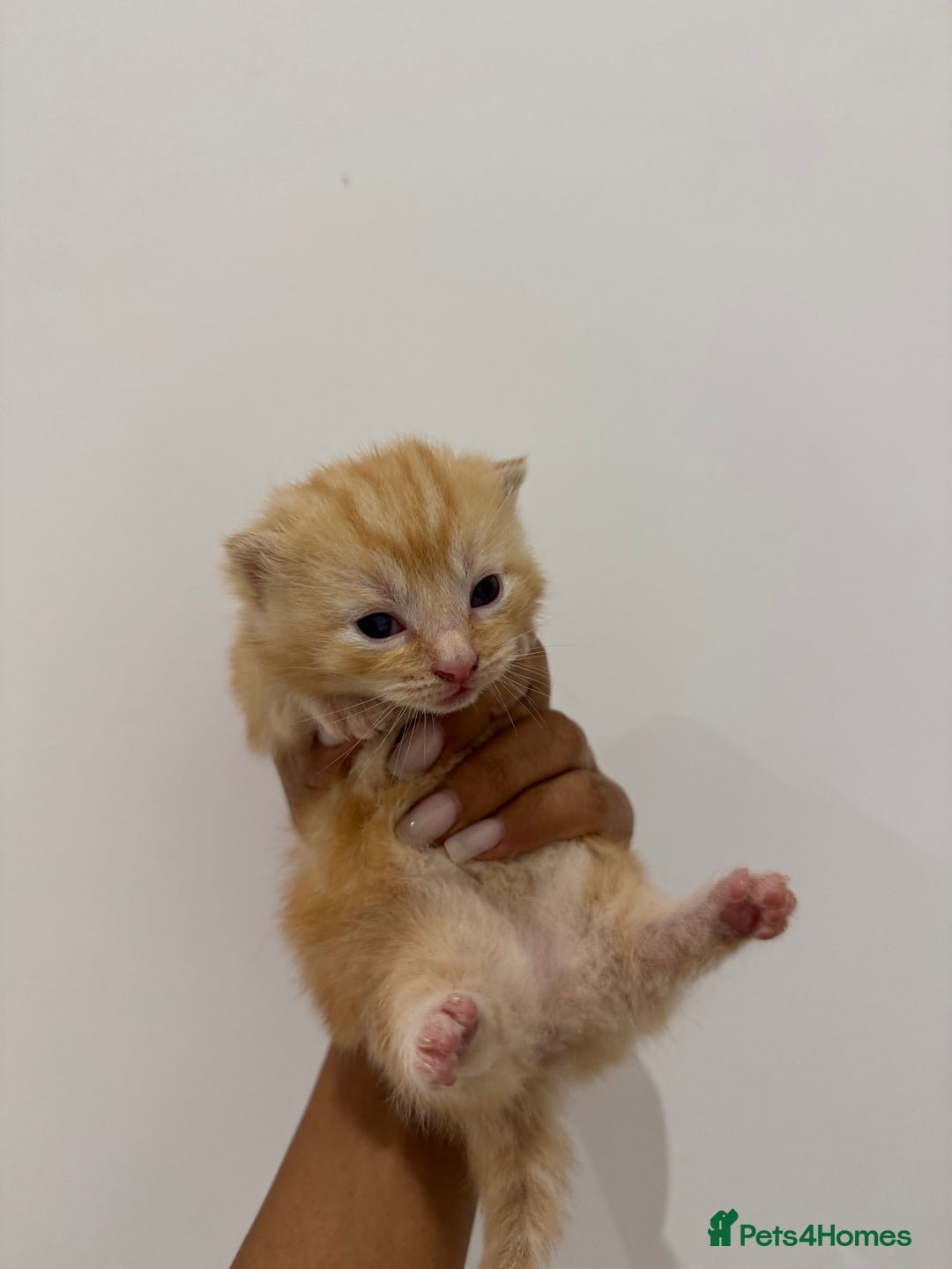 Munchkin cats for sale: beautiful short legged munchkins - Advert 10