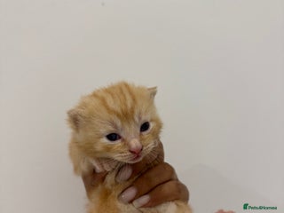 Munchkin cats beautiful short legged munchkins - Advert 4