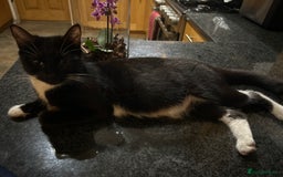 Mixed Breed cats for sale: 5 Mixed Breed Kittens For Sale ! - Image 10