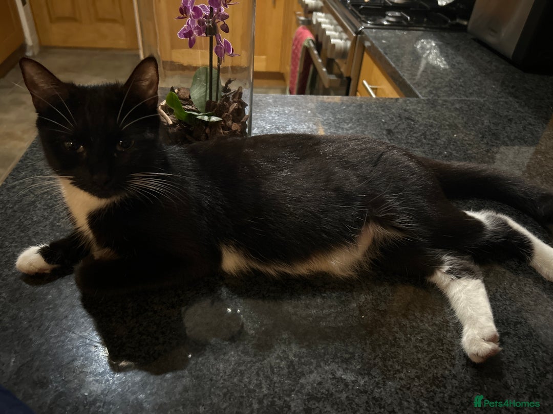 Mixed Breed cats for sale: 5 Mixed Breed Kittens For Sale ! - Image 10