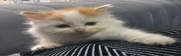 Persian cats for sale: Lovley half perian  - Advert 3