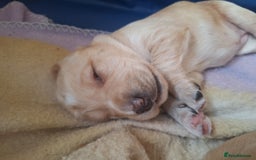 Cockerdor dogs for sale: Cockerdor puppies - Image 7