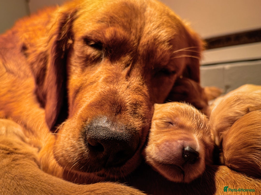 Golden Retriever dogs for sale: Beautiful Deep Red KC Golden Retrievers  - Advert 6