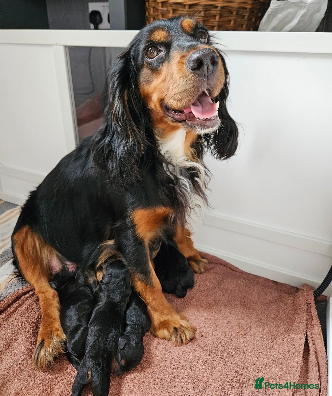 Cocker Spaniel dogs for sale: Working Cocker Spaniel Puppies  - Image 11