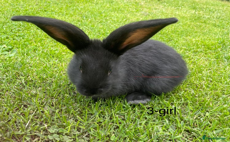Continental Giant rabbits - Advert 14