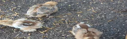 Chickens poultry for sale: Fertile Micro Serama hatching eggs - Advert 14