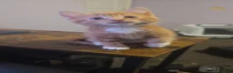 Mixed Breed cats for sale: 4 beautiful kittens - Advert 8