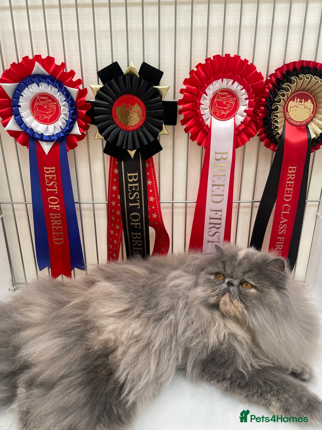 Persian cats for sale: GCCF Registered Blue Persian Kittens  - Advert 4
