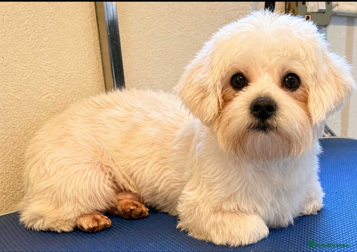 Maltese dogs Small maltese stud - Advert 3