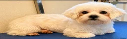Maltese dogs for stud: Small maltese stud - Advert 1