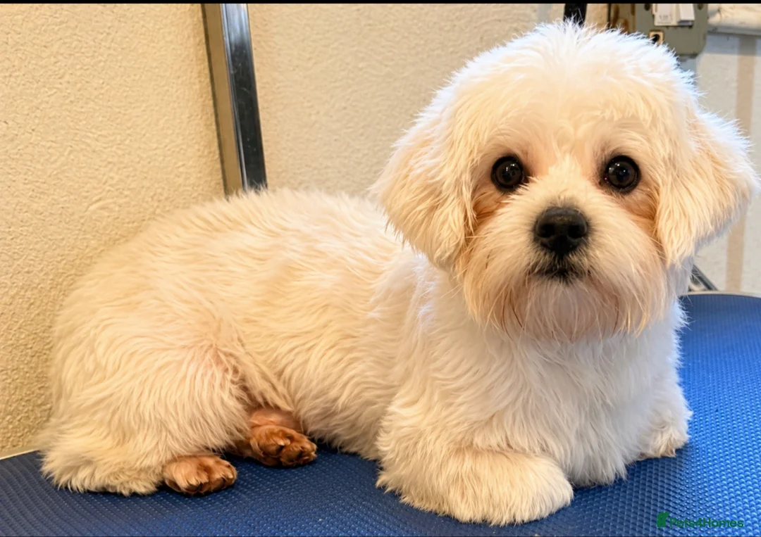 Maltese dogs for stud: Small maltese stud - Advert 1