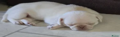Pug Puppy 2