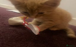Mixed Breed cats for sale: Only 1 beautiful tortoiseshell girl left!❤️🐱 - Image 6