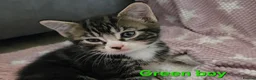 Mixed Breed cats for sale: Beautiful kittens looking for their forever homes  - Advert 39