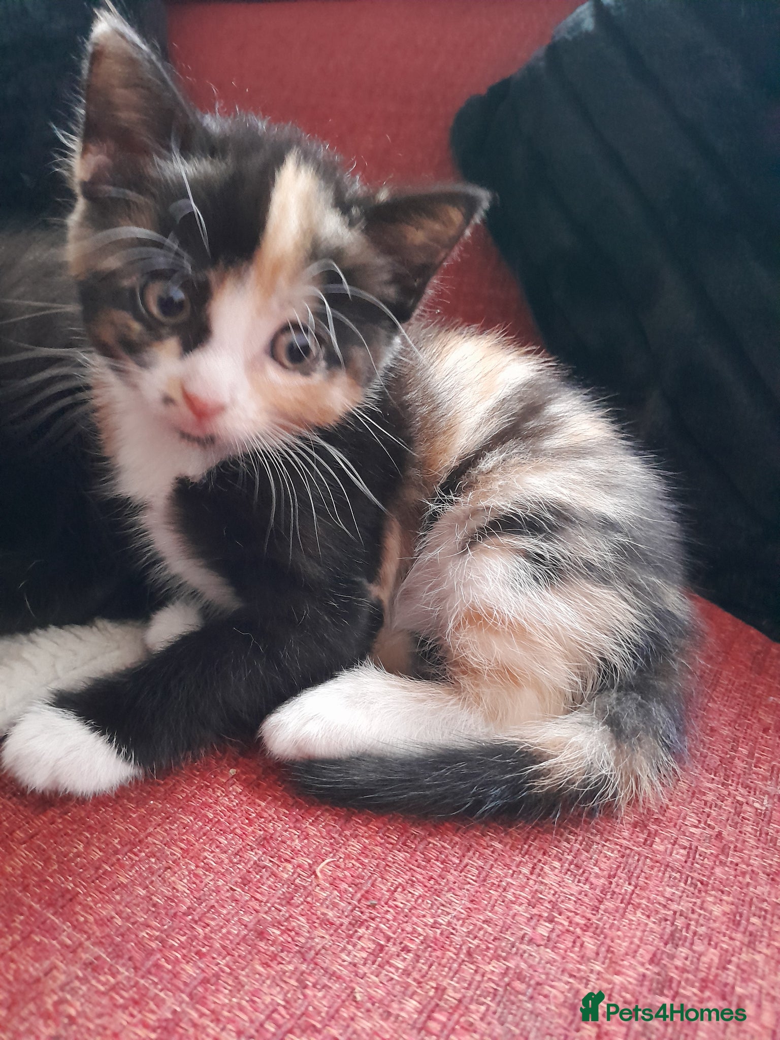Mixed Breed cats for sale: Kittens - Advert 3