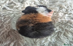 Guinea Pig rodents for sale: 3 male and 1 female baby guinea pigs  - Image 10