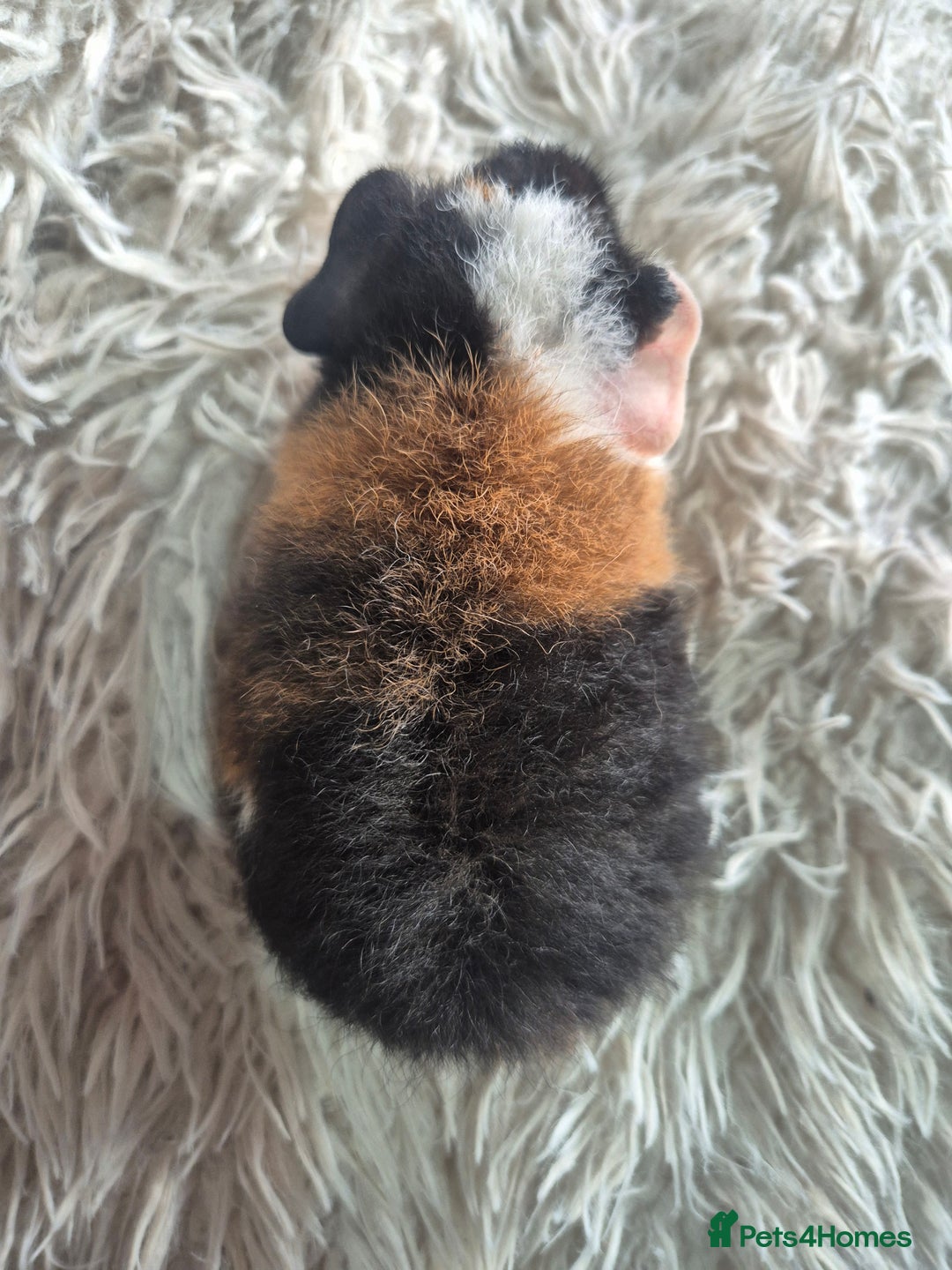 Guinea Pig rodents for sale: 3 male and 1 female baby guinea pigs  - Image 10