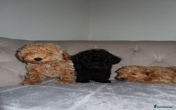 Toy Poodle dogs for sale: Toy poodle puppy - Image 1
