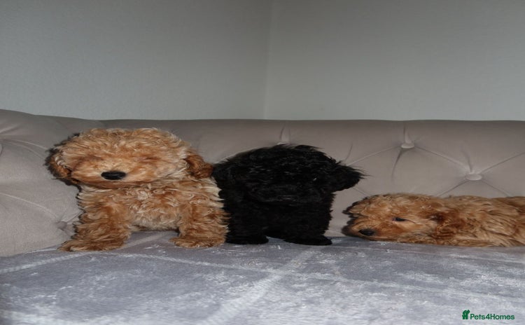 Toy Poodle dogs - Advert 5