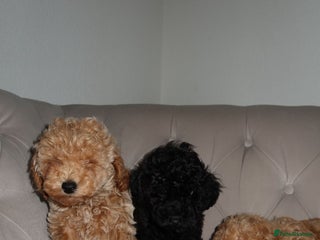 Toy Poodle dogs - Advert 15