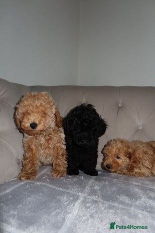 Toy Poodle dogs - Advert 17