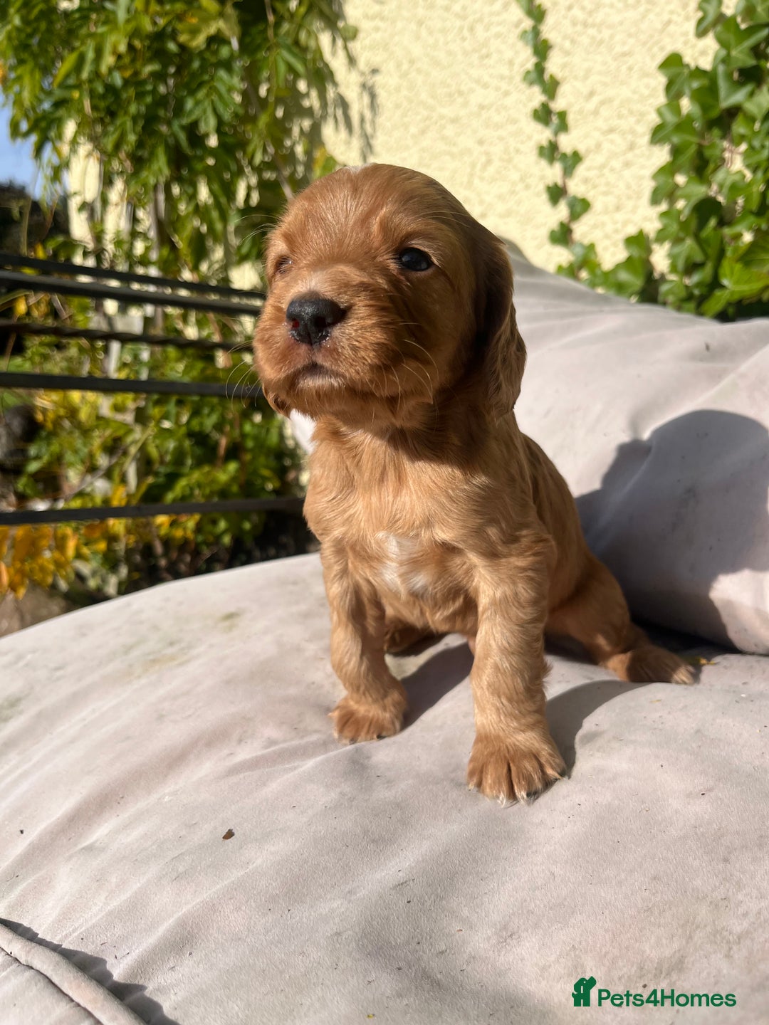 Cocker Spaniel dogs for sale: KC registerd working cocker spaniel puppies - Image 4