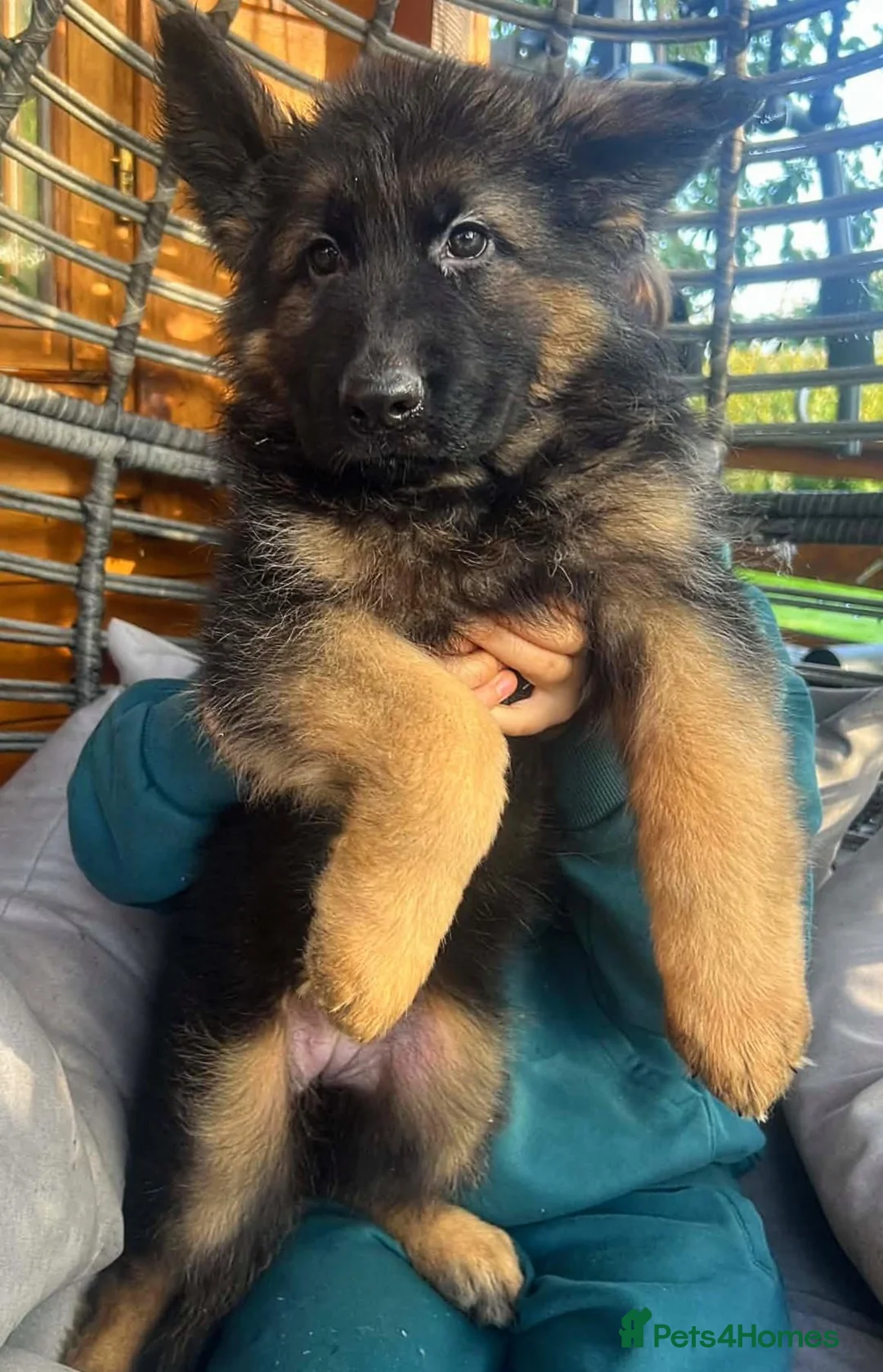 German Shepherd dogs for sale: Outstanding KC long haired german shepherd pups - Advert 2