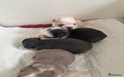 French Bulldog dogs for sale: Kc registered French bulldogs  - Image 9