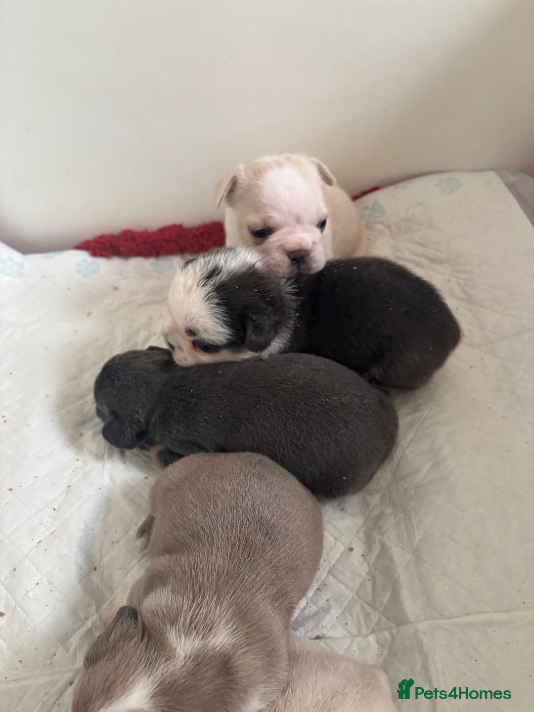 French Bulldog dogs for sale: Kc registered French bulldogs  - Image 9