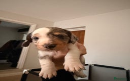 Mixed Breed dogs for sale: Miniature Dachshund × Dachshund Cockapoo Puppies - Advert 20